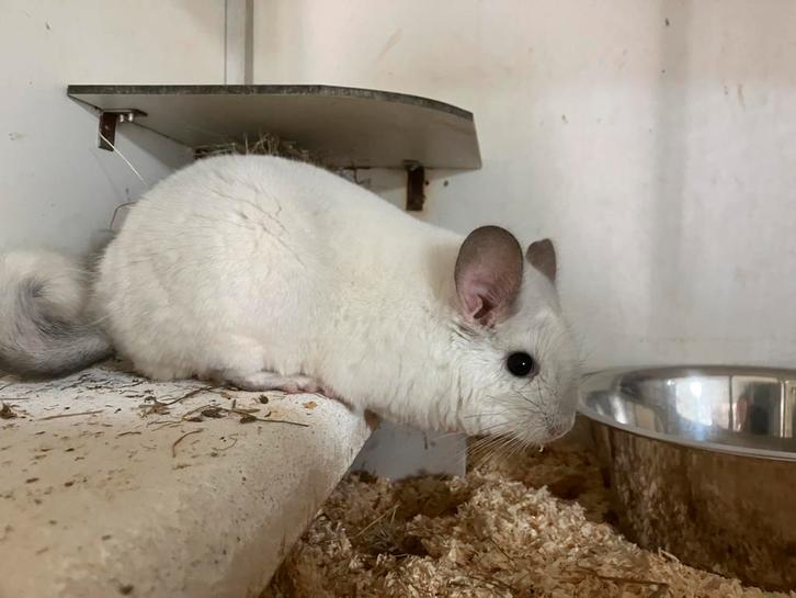 Wit-violet BDd RPAd vrouwtje, Dieren en Toebehoren, Knaagdieren, Vrouwelijk, Chinchilla, Juli, Tam