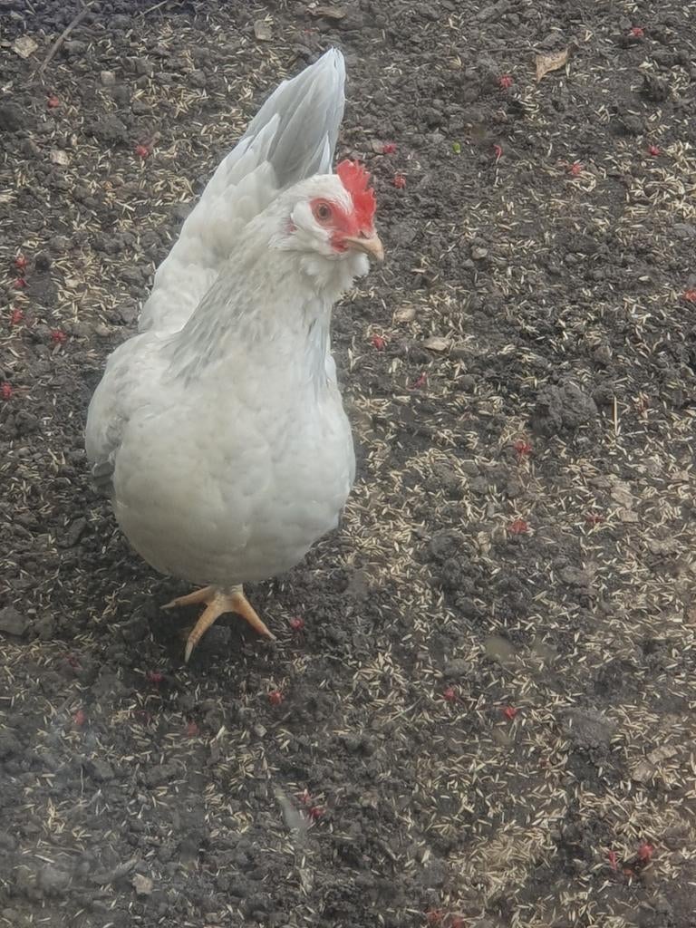 3  chabo hennen, Animaux & Accessoires, Volatiles