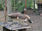 2 pauwinnen (per dier), Dieren en Toebehoren, Vogels | Overige Vogels, Vrouwelijk