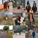 Vrolijke pony gezocht!, Dieren en Toebehoren, Ruin, B, E pony (1.48m - 1.57m), 7 tot 10 jaar