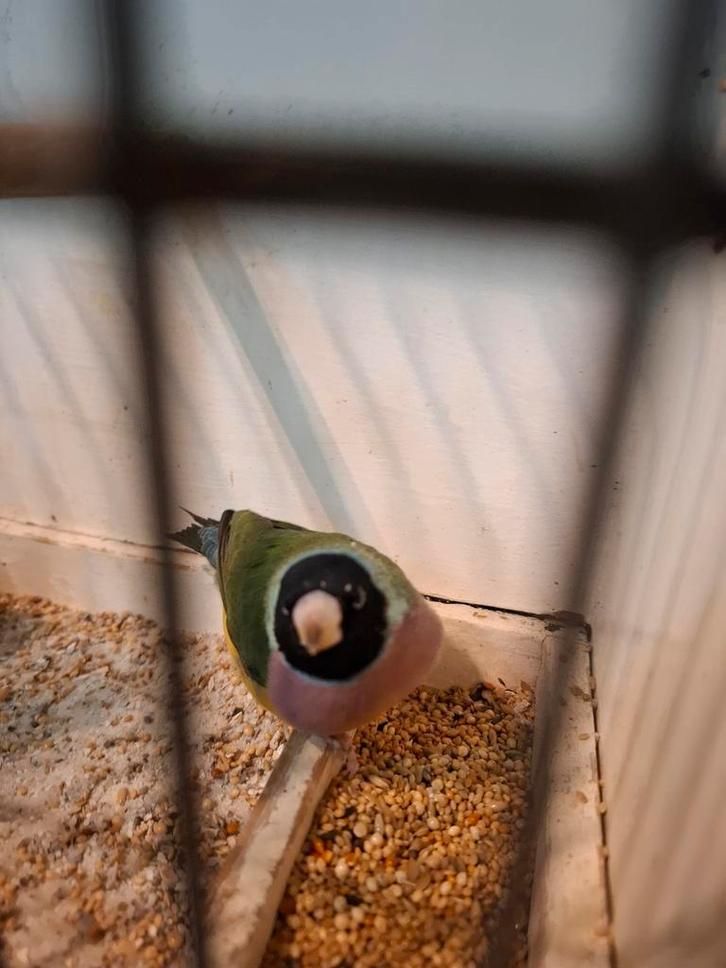 Goulds gouldamadines, Animaux & Accessoires, Oiseaux | Perruches & Perroquets