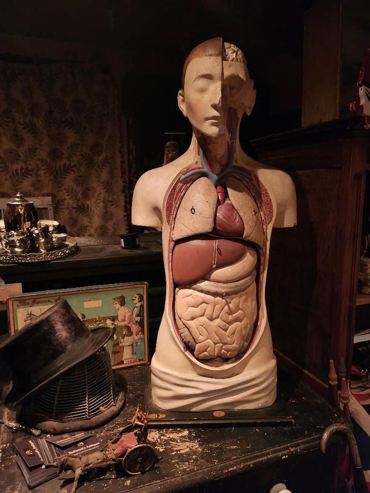 Anatomisch model Meusel Depex gips plaaster, Antiquités & Art, Curiosités & Brocante, Enlèvement