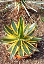 Agave lophantha Quadricolor, Ophalen of Verzenden, Zomer