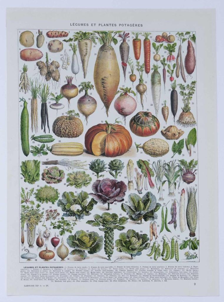 Planche botanique: légumes et plantes potagères (1930), Antiquités & Art, Art | Eaux-fortes & Gravures, Lithographie, Original