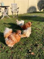 BROEDEIEREN zijdehoen, Dieren en Toebehoren, Pluimvee, Meerdere dieren, Kip