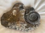 Morceau d'ammonite lourd, Collections, Minéraux & Fossiles, Enlèvement, Fossile