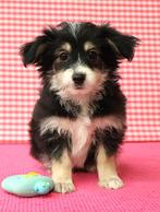 Super belle traversée entre Biewer-Keeshond, Animaux & Accessoires, 15 semaines à 1 an, Étranger, Hépatite contagieuse (maladie de Rubarth)