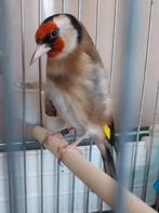 Chardonneret parva d'Algérie baguè DZ (2.5)  2025., Sexe inconnu, Oiseau chanteur sauvage, Domestique