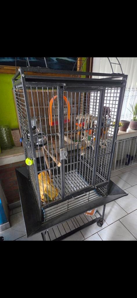 Papegaai (vogel) kot, Ophalen