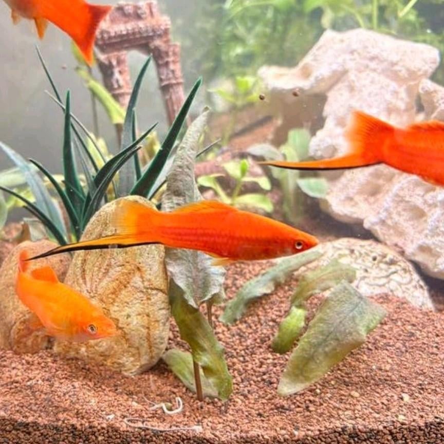 Zwaarddrager, Ophalen, Vissen