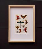 kader met gemixte insecten, Collections, Collections Animaux, Enlèvement ou Envoi, Neuf, Insecte, Animal empaillé