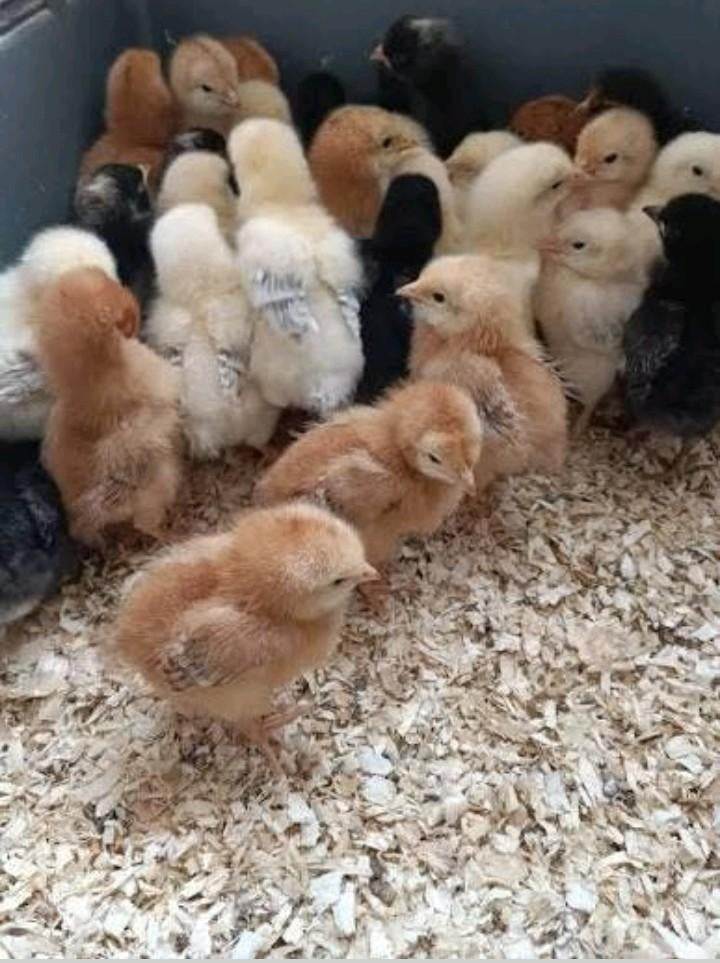 Kuikens/Eendagskuikens 10kopen 2 gratis (ACTIE WEEKEND), Animaux & Accessoires, Volatiles