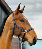 10-jarige ruin (Van Gogh x Cartano), Hongre, 170 à 175 cm, 7 à 10 ans