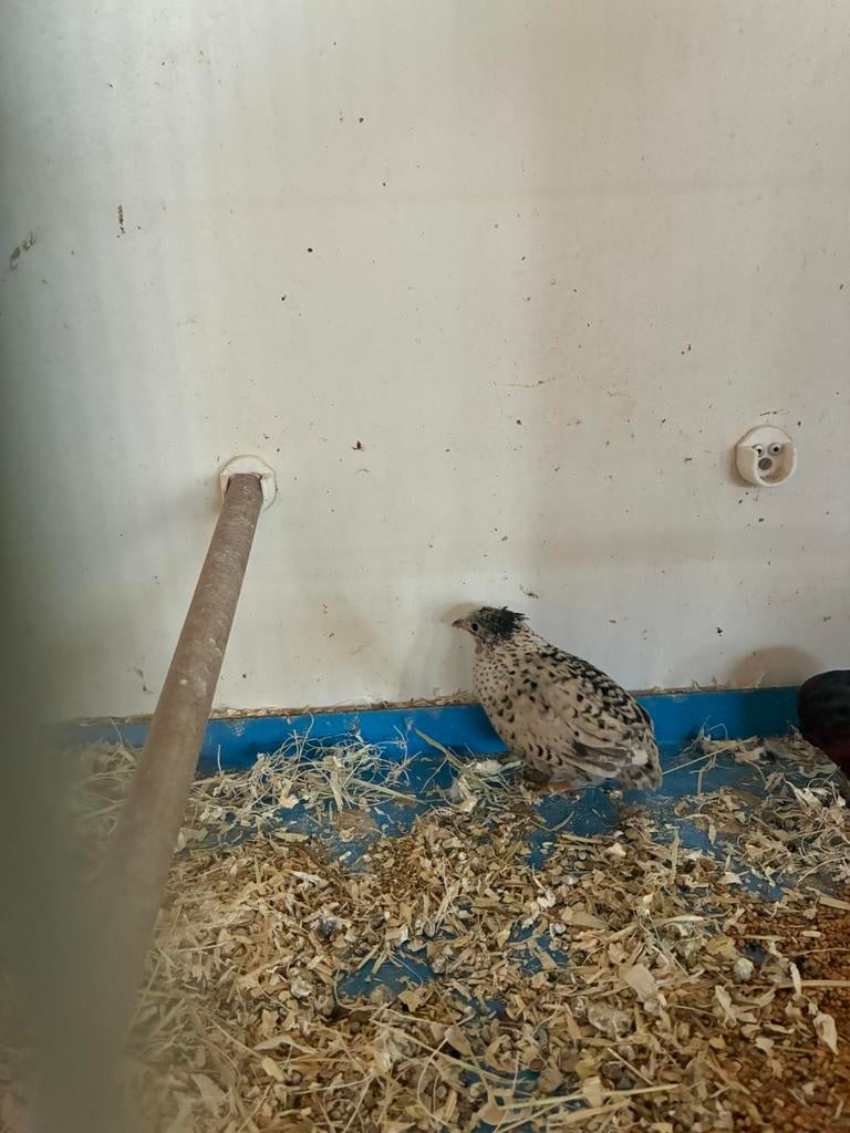 dwergkwartels, Dieren en Toebehoren, Vogels | Overige Vogels