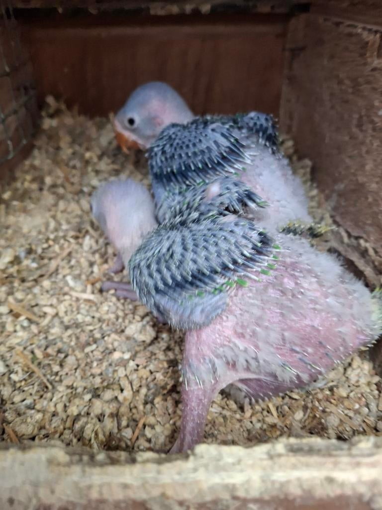 Perruche Alexander, Animaux & Accessoires