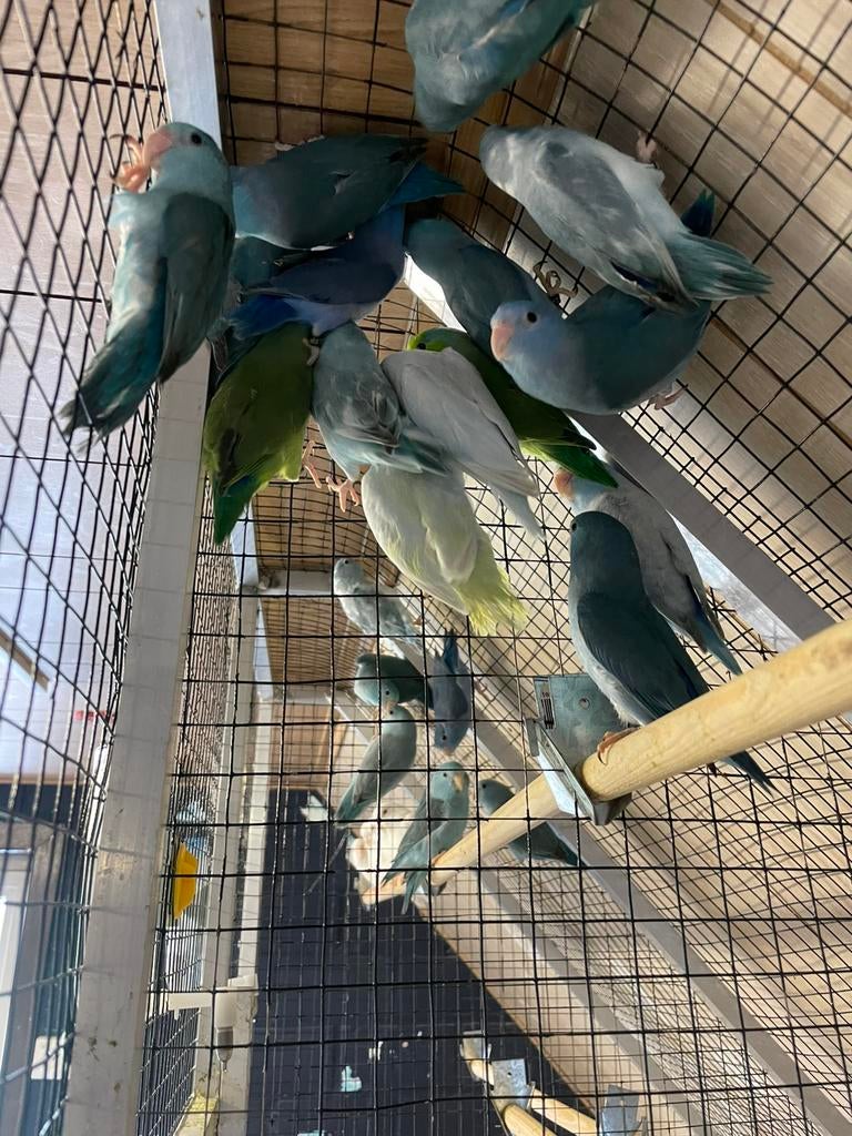 Forpussen, Plusieurs animaux, Perroquet nain ou Inséparable, Bagué