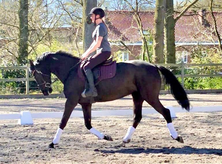Prachtige zwarte 6 jarige merrie/ fokmerrie, Dieren en Toebehoren, Paarden, Merrie, Ontwormd
