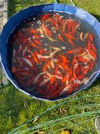 Poisson rouge multipe taille à vendre, Tickets & Billets