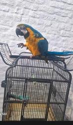Papegaai te koop, 5 jaar oud,, Dieren en Toebehoren, Geslacht onbekend, Papegaai, Tam