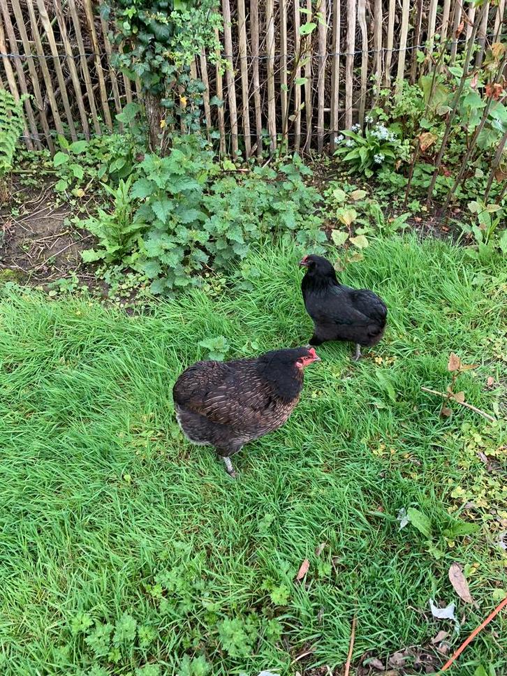 Oeufs fécondés d’araucana croisé Brahma Isabelle, Animaux & Accessoires, Volatiles