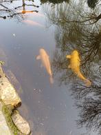 volledige vijver, Dieren en Toebehoren, Karper of Koi