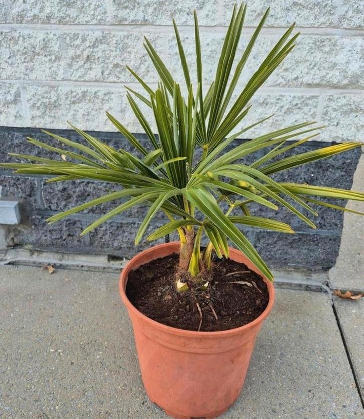 Beaux palmiers rustiques cultivés par vous-même, Jardin & Terrasse, Plantes | Jardin, Plein soleil, Enlèvement