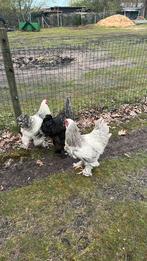 3 mooie brahama haantjes te koop, Dieren en Toebehoren, Pluimvee