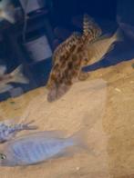 Cichlides malawi nimbochromis polygstigma