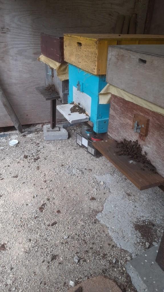 Bijenvolkeren, Janvier, Plusieurs animaux