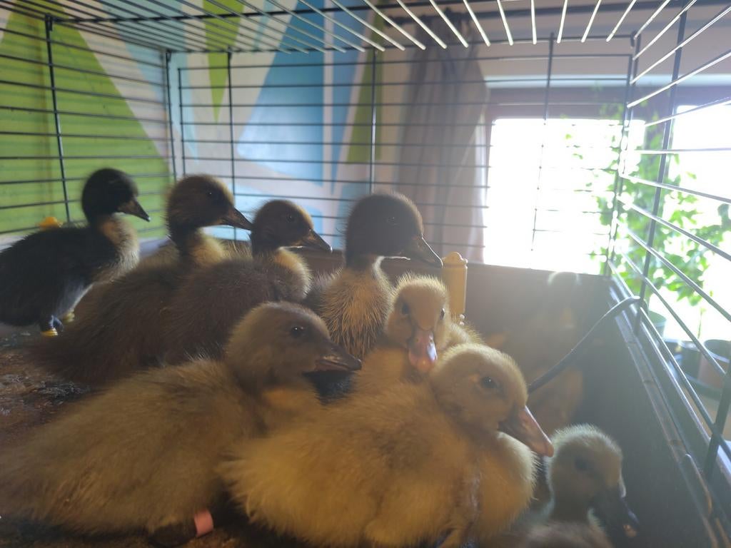 Eendenkuikens, Animaux & Accessoires, Volatiles, Canard, Sexe inconnu