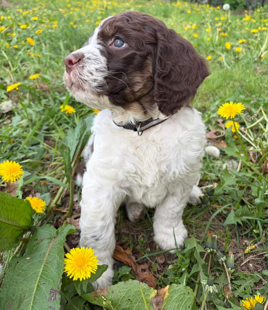 Prachtige Lagotto Romagnolo pups, België, Overige rassen, 8 tot 15 weken, Meerdere
