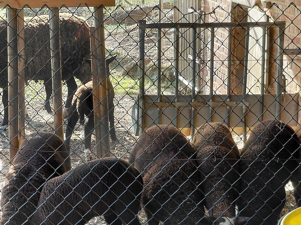 Zwartbles lammetjes, Dieren en Toebehoren, Meerdere dieren, Schaap, 0 tot 2 jaar