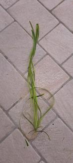 Vallisneria, Ophalen