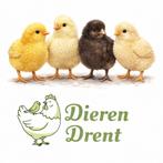 Kuikens sierkippen (HENNEN) en loopeenden (Niet gesext)