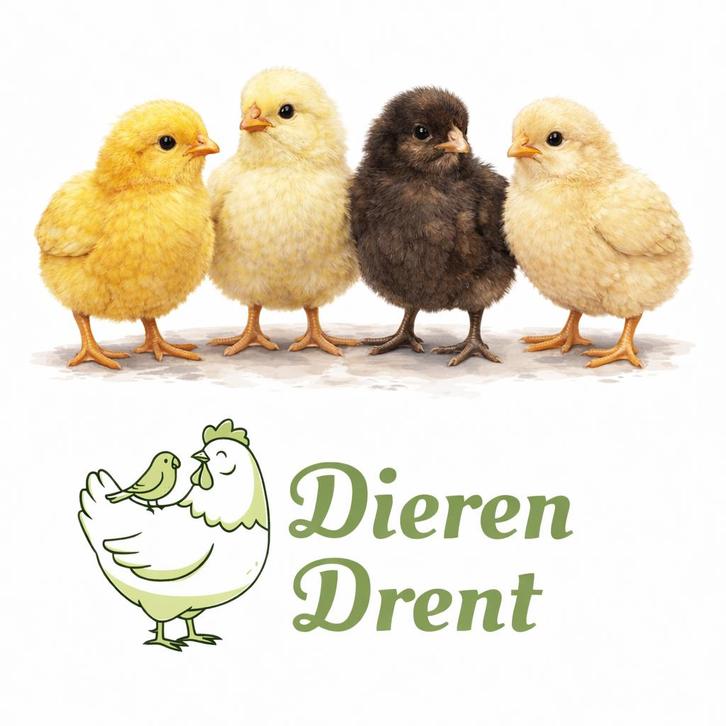 Kuikens sierkippen (HENNEN) en loopeenden (Niet gesext), Animaux & Accessoires, Volatiles