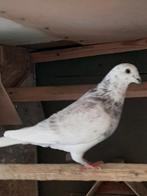 Postduiven, Dieren en Toebehoren, Vogels | Duiven, Mannelijk, Postduif