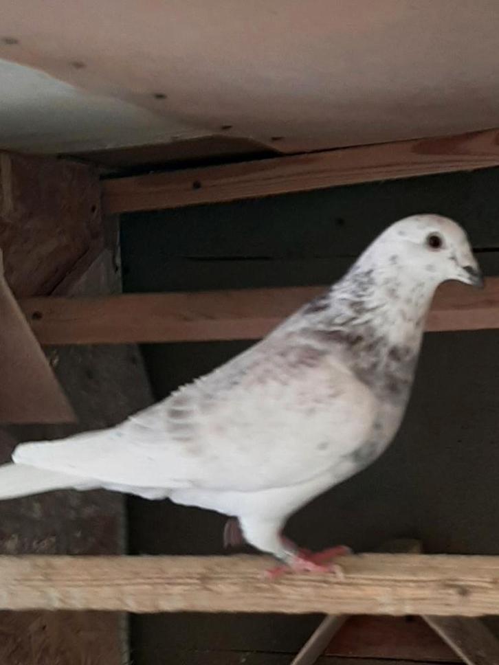 Postduiven, Animaux & Accessoires, Oiseaux | Pigeons, Pigeon voyageur, Mâle