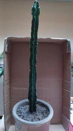 Plant in pot, Huis en Inrichting, Kamerplanten, Ophalen, In pot