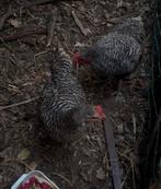 Broedeieren Mechelse koekoek, Dieren en Toebehoren, Pluimvee, Kip