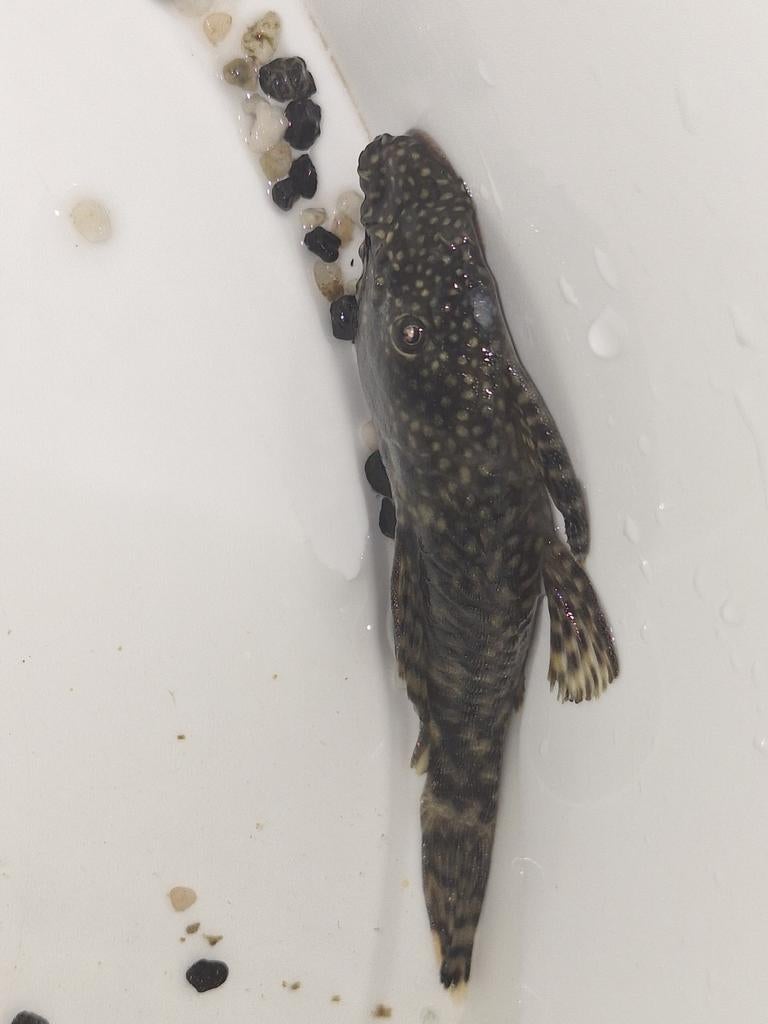 Ancistrus wildkleur volwassenen man, Animaux & Accessoires