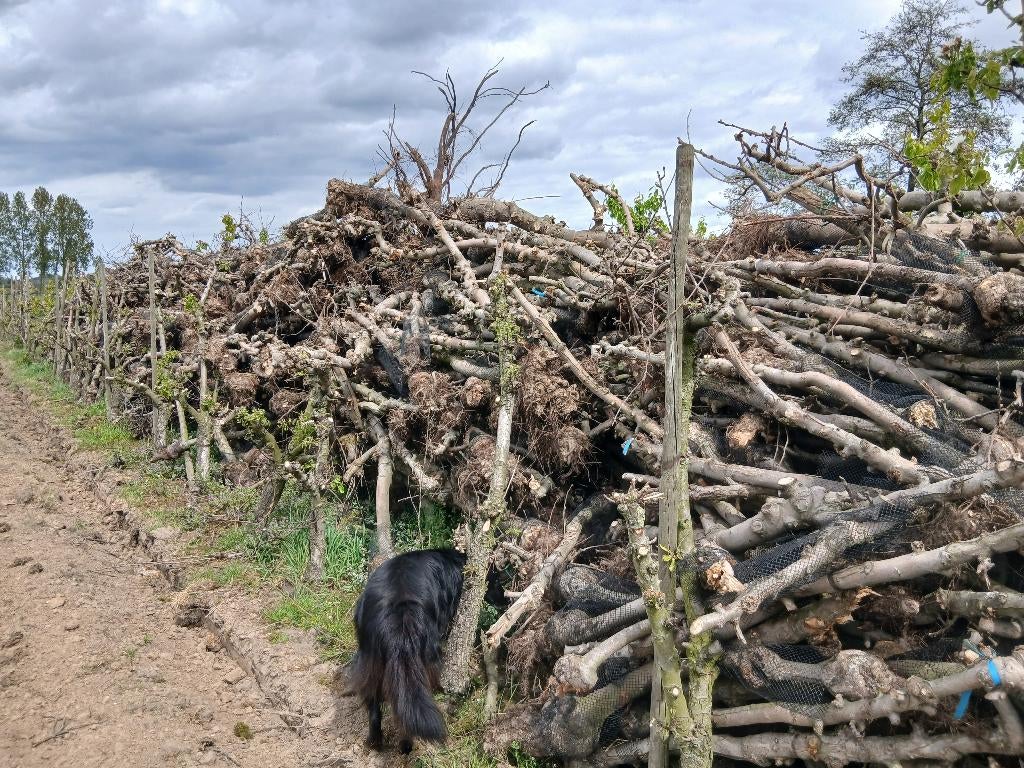Brandhout zelf te verzagen, laagstam appel, 6 m³ ou plus, Enlèvement, Autres essences de bois, Troncs d'arbres
