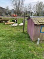 Zwartehalszwaan, Dieren en Toebehoren, Pluimvee