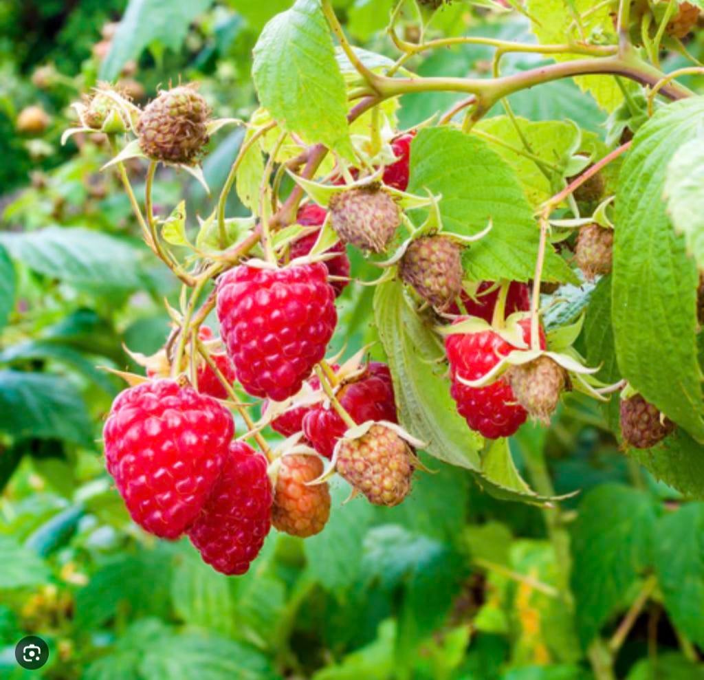 Gratis frambozenscheuten, Jardin & Terrasse, Bulbes & Semences, Enlèvement
