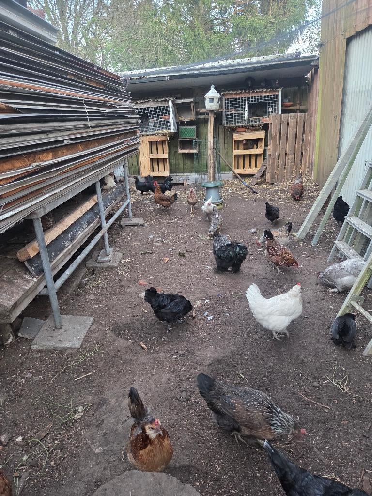 Legkippen/hanen/eenden, Dieren en Toebehoren, Pluimvee