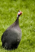 Parelhoen wildkleur kuikens, Dieren en Toebehoren, Pluimvee, Meerdere dieren, Overige soorten