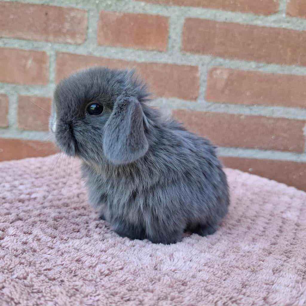 Raszuiver minilop koppeltje, Dieren en Toebehoren, Konijnen