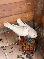 Couple de pigeons Takla White, Animaux & Accessoires