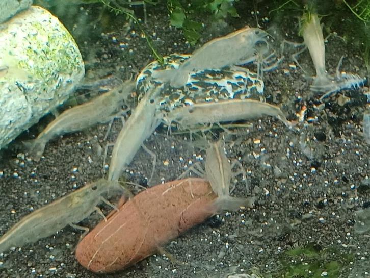 Hobbyaquarium Japonica XL garnalen /Amano garnalen, Dieren en Toebehoren, Vissen | Aquariumvissen, Zoetwatervis, Kreeft, Krab of Garnaal