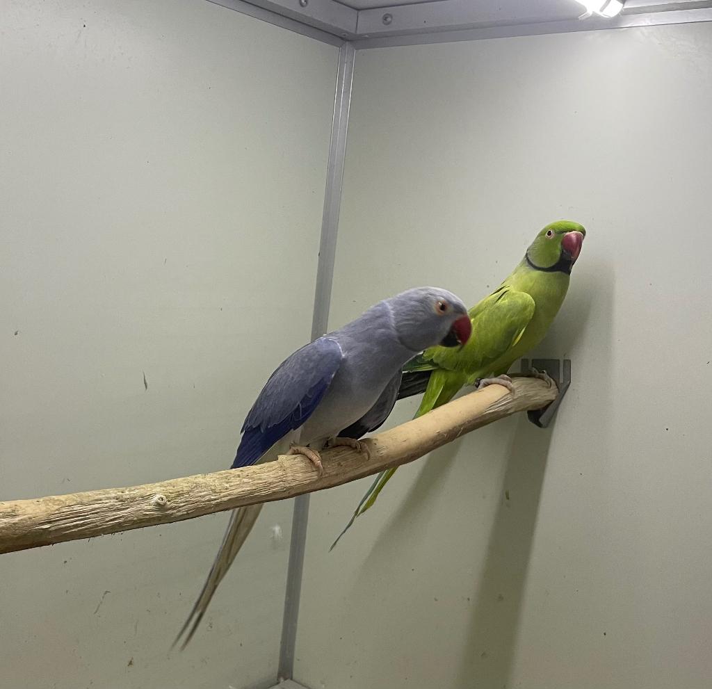 Kweekkoppel halsbandparkieten, Parkiet, Geringd