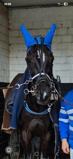 draver, Hongre, Cheval western, Avec pedigree, 160 à 165 cm